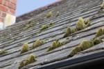 Le démoussage de toiture pour votre habitation en Wallonie